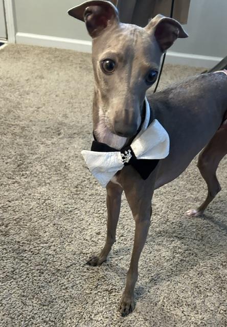 Renzo & Dexter, Adoptable, Adult Male Italian Greyhound.