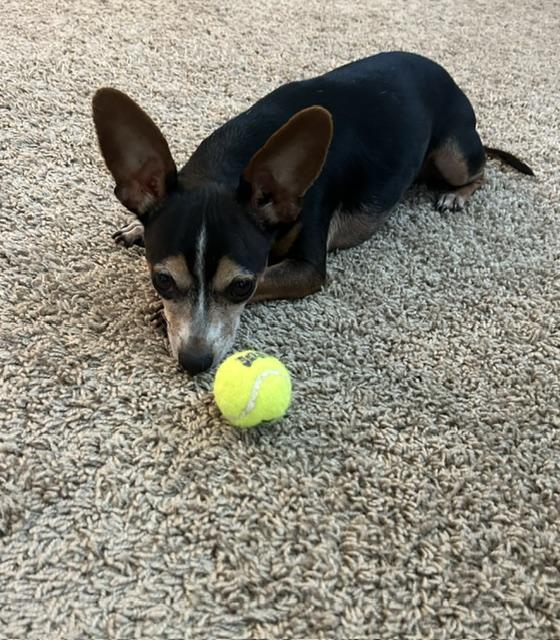 Enlarge Renzo & Dexter, a Adoptable Italian Greyhound in Charleston, SC image 4/5