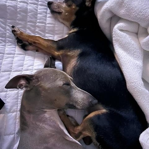 Enlarge Renzo & Dexter, a Adoptable Italian Greyhound in Charleston, SC image 5/5