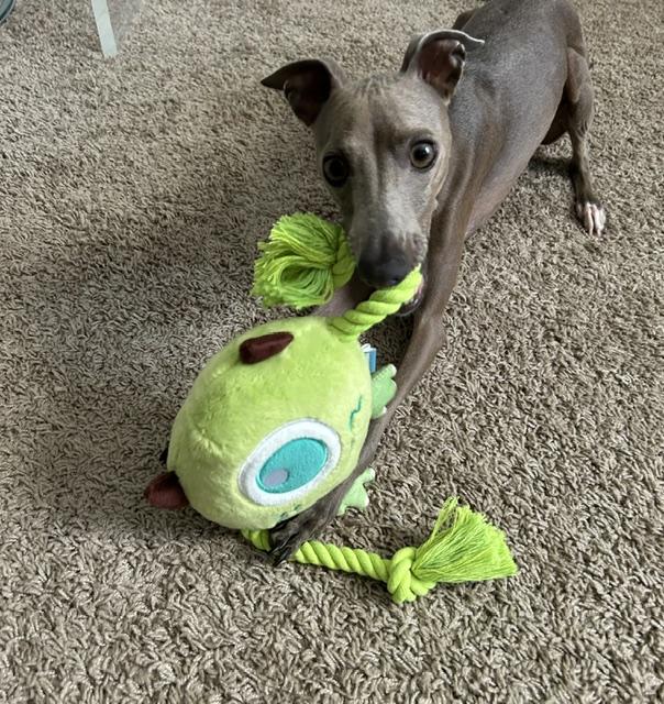 Enlarge Renzo & Dexter, a Adoptable Italian Greyhound in Charleston, SC image 3/5