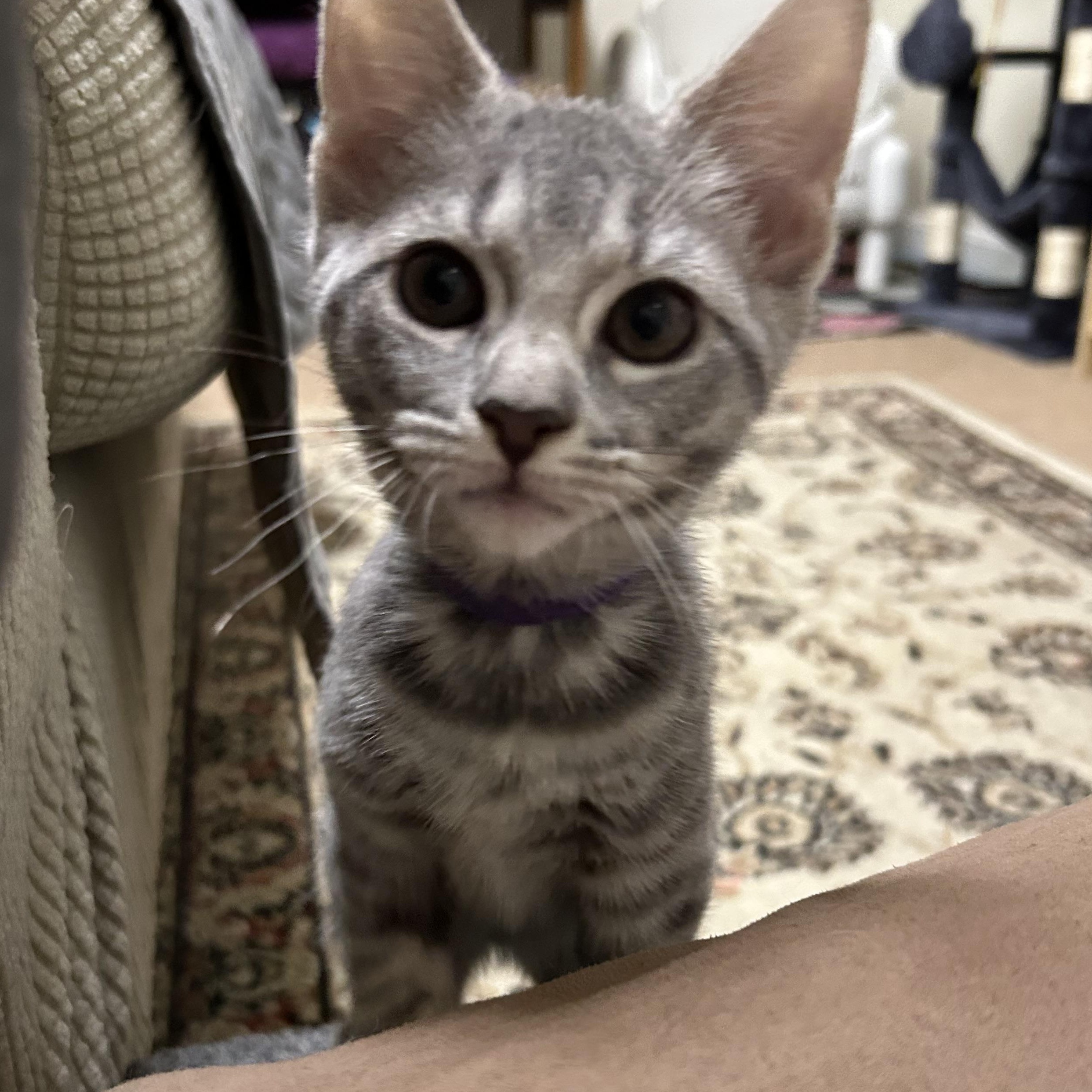Paper Clip, an adopted Domestic Short Hair in Warwick, RI image 3/3