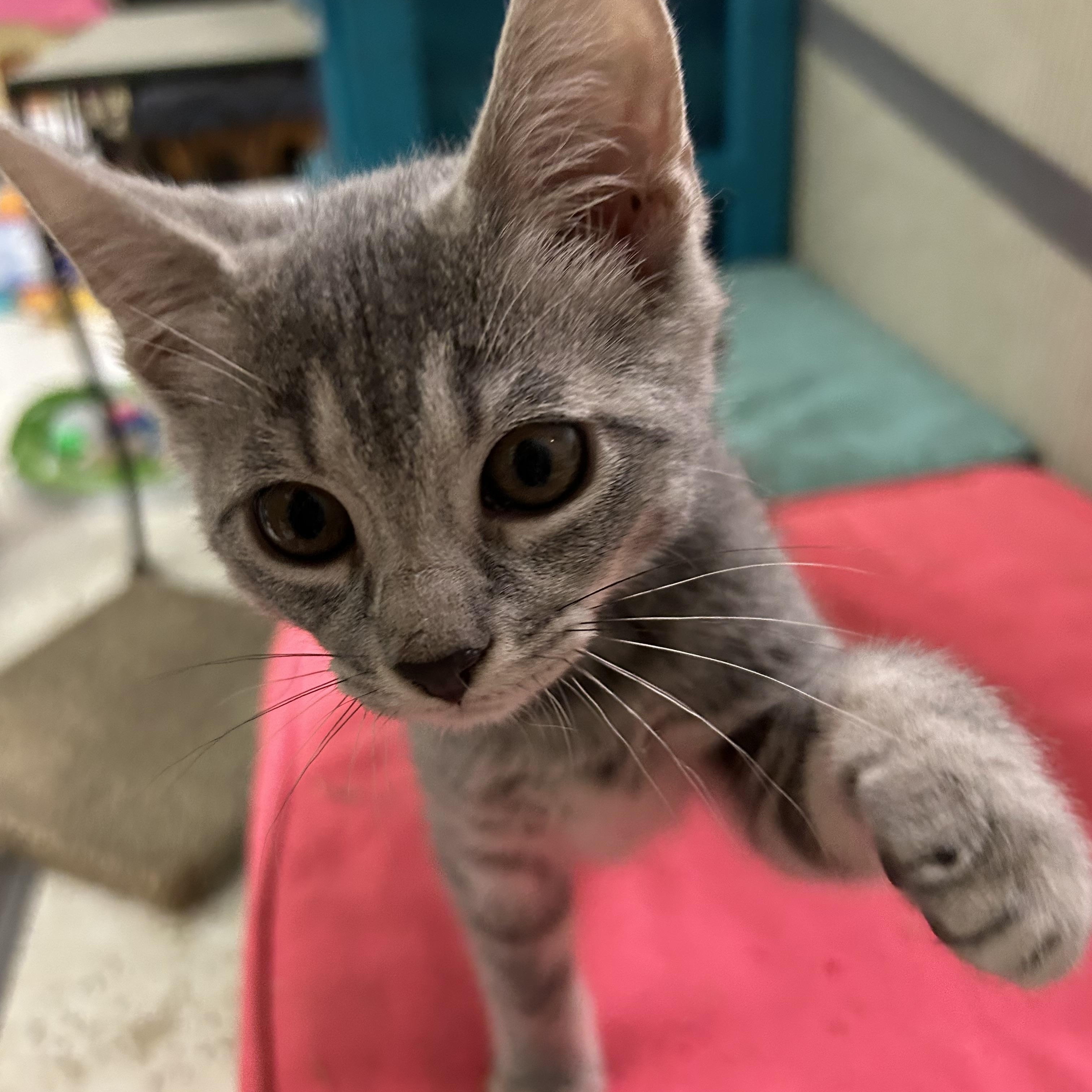 Paper Clip, an adopted Domestic Short Hair in Warwick, RI image 2/3