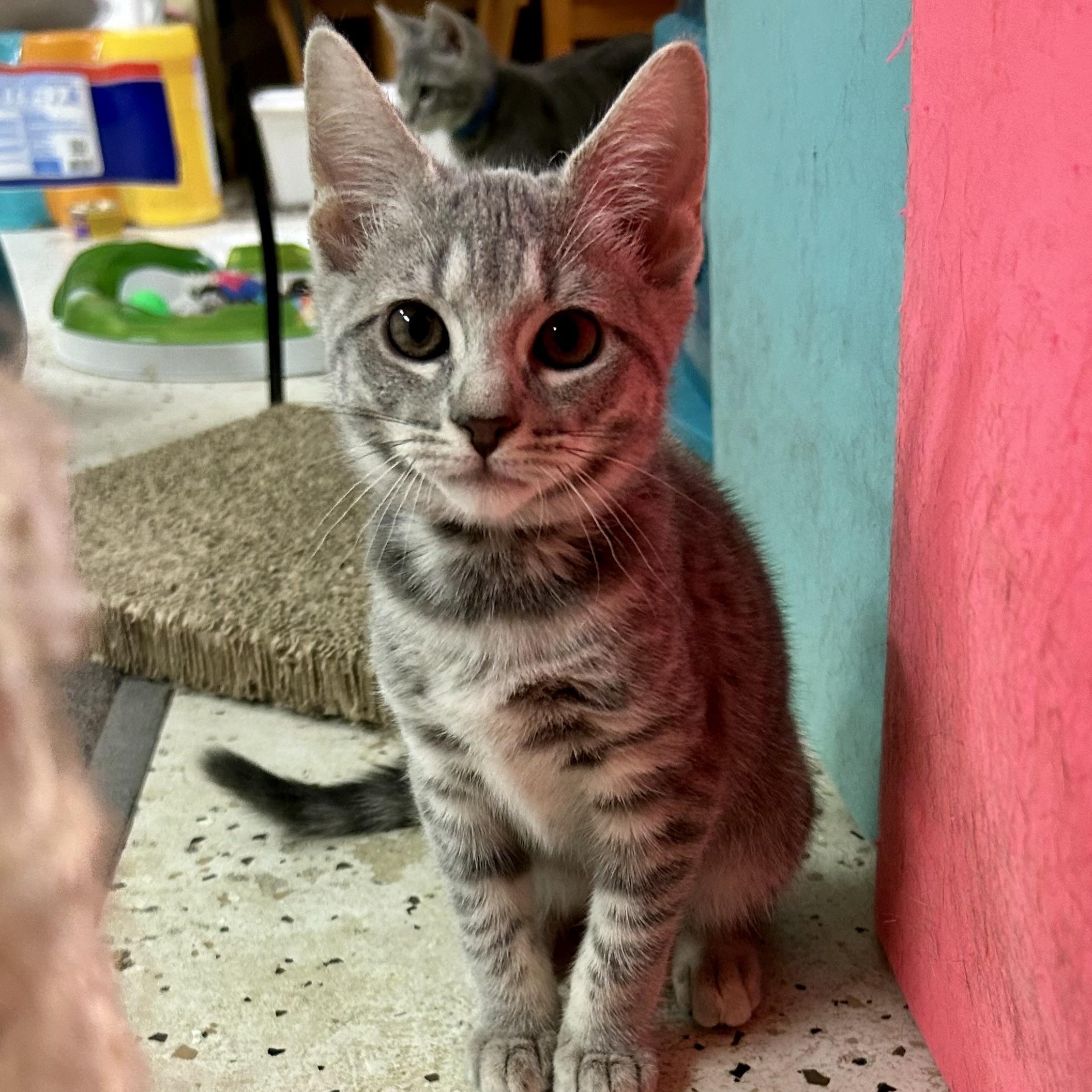Paper Clip, an adopted Domestic Short Hair in Warwick, RI image 1/3