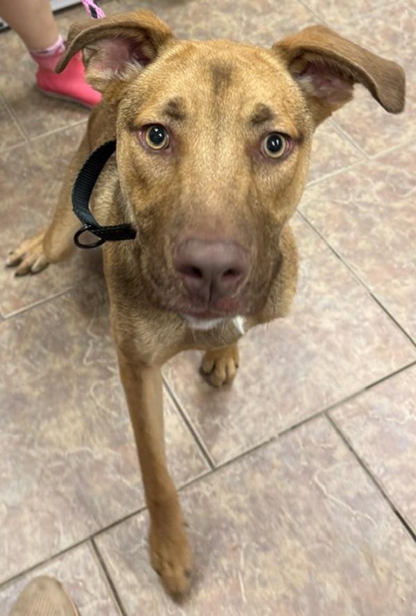 Cesar, Adoptable, Young Male German Shepherd Dog & Hound.