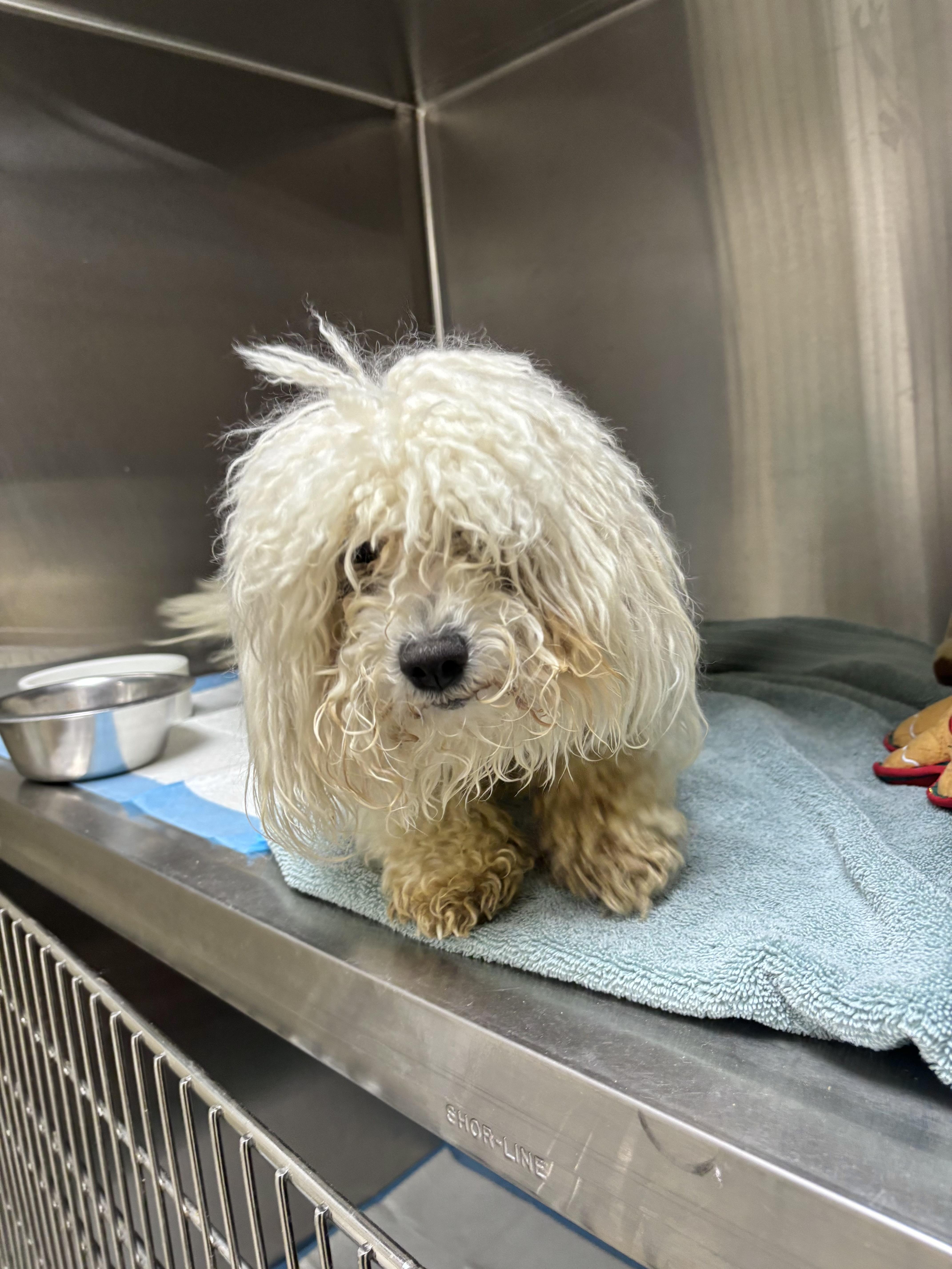 Enlarge Cotton, an adopted mixed breed in Collierville, TN image 2/2