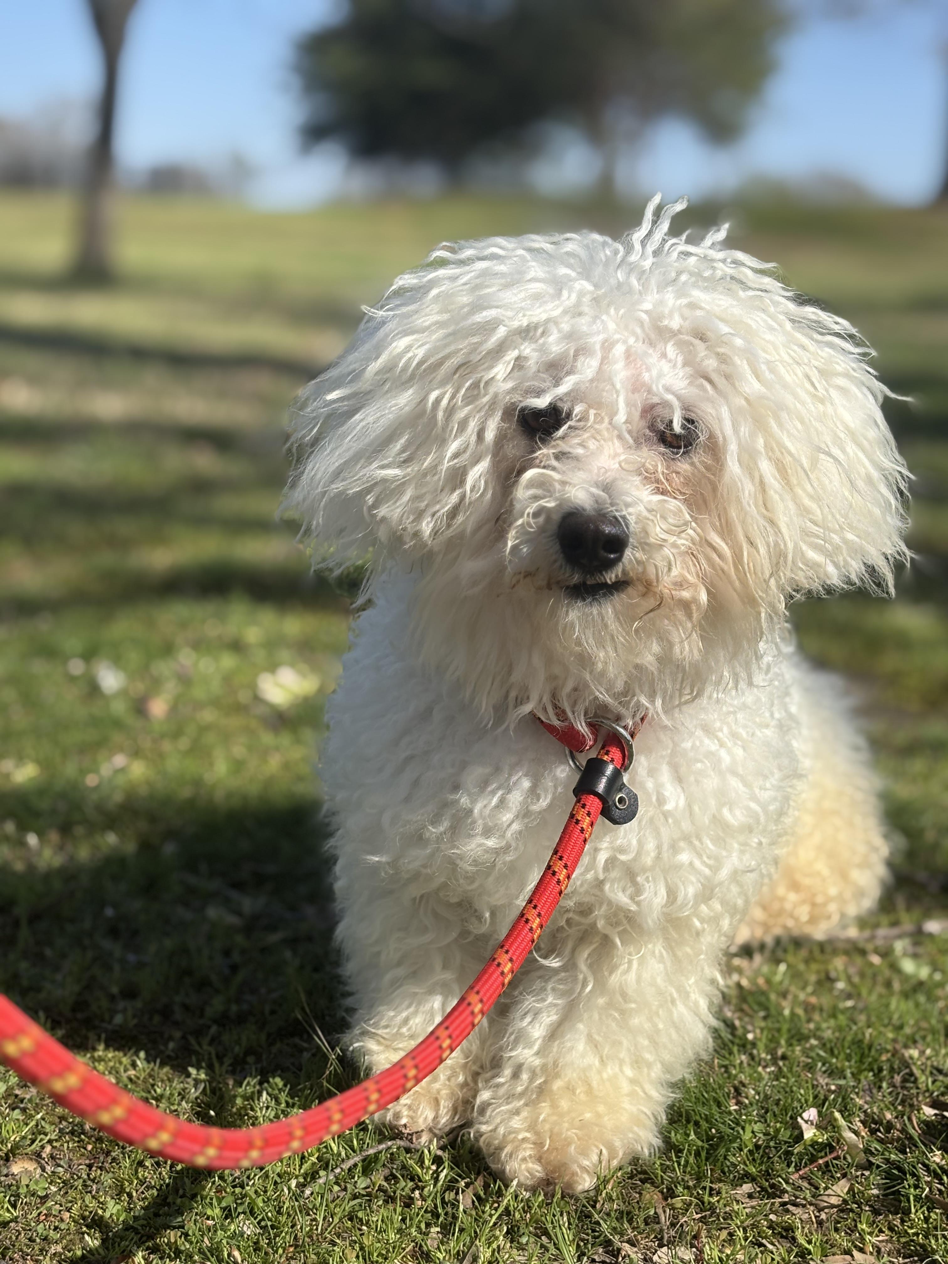 Cotton, adopted, Adult Male Poodle.