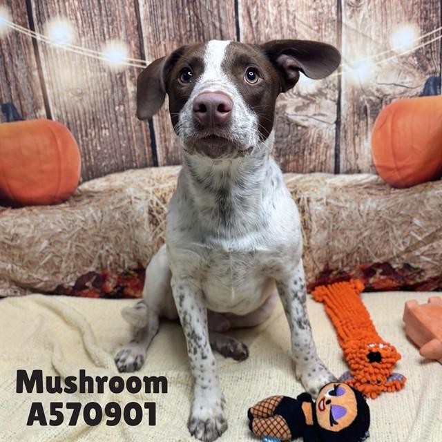 MUSHROOM, Adoptable, Young Male Parson Russell Terrier & Pointer.