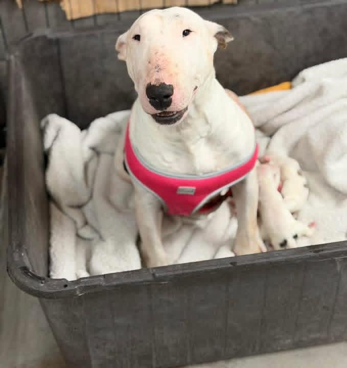 Piggy, a ADOPTABLE Bull Terrier in New Roads, LA image 2/2