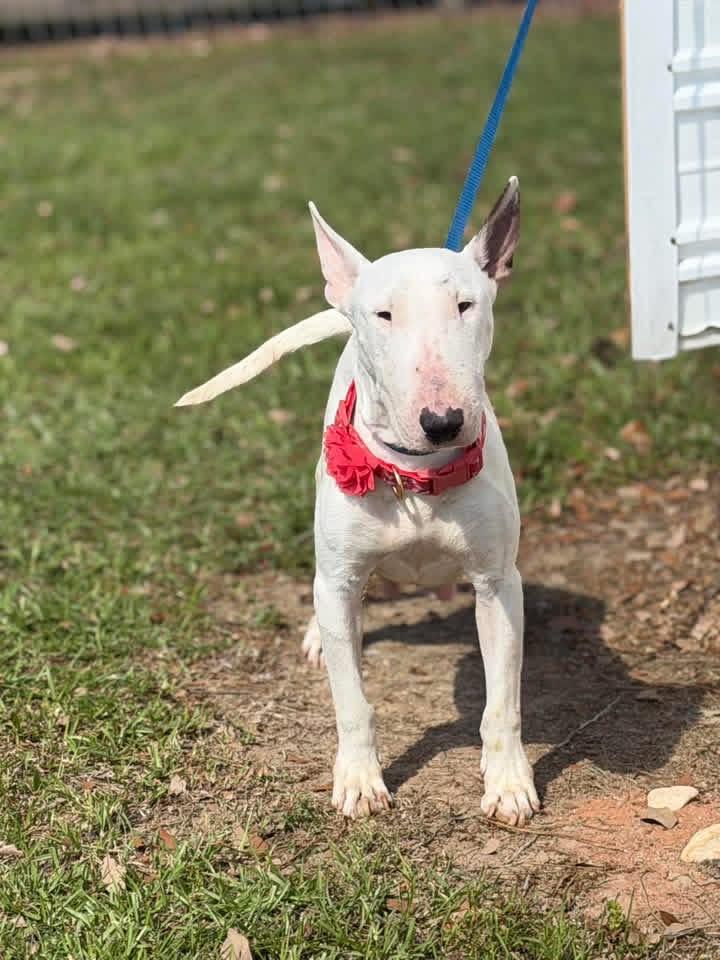 Piggy, a ADOPTABLE Bull Terrier in New Roads, LA image 1/2