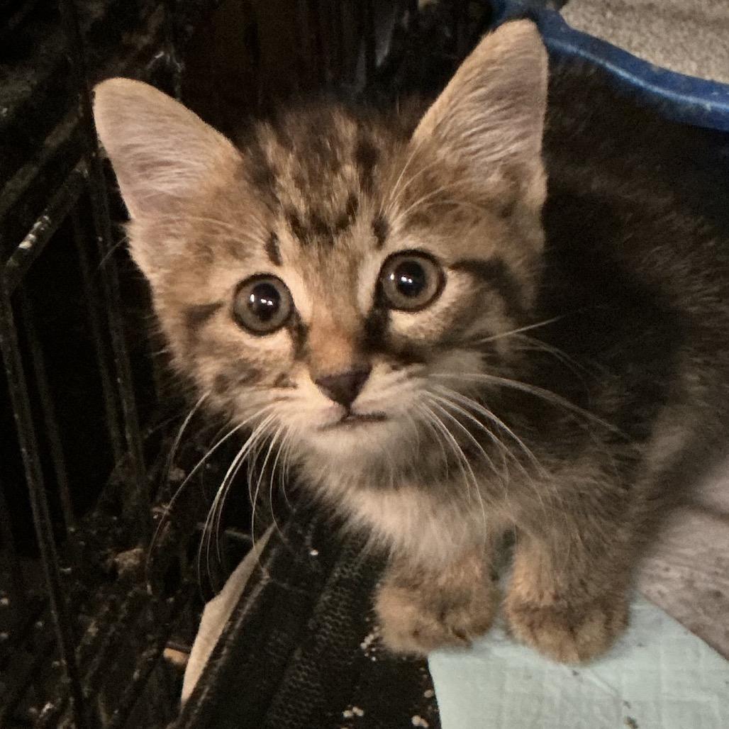 Enlarge Mystery, a Adoptable mixed breed in Durant, OK image 1/1