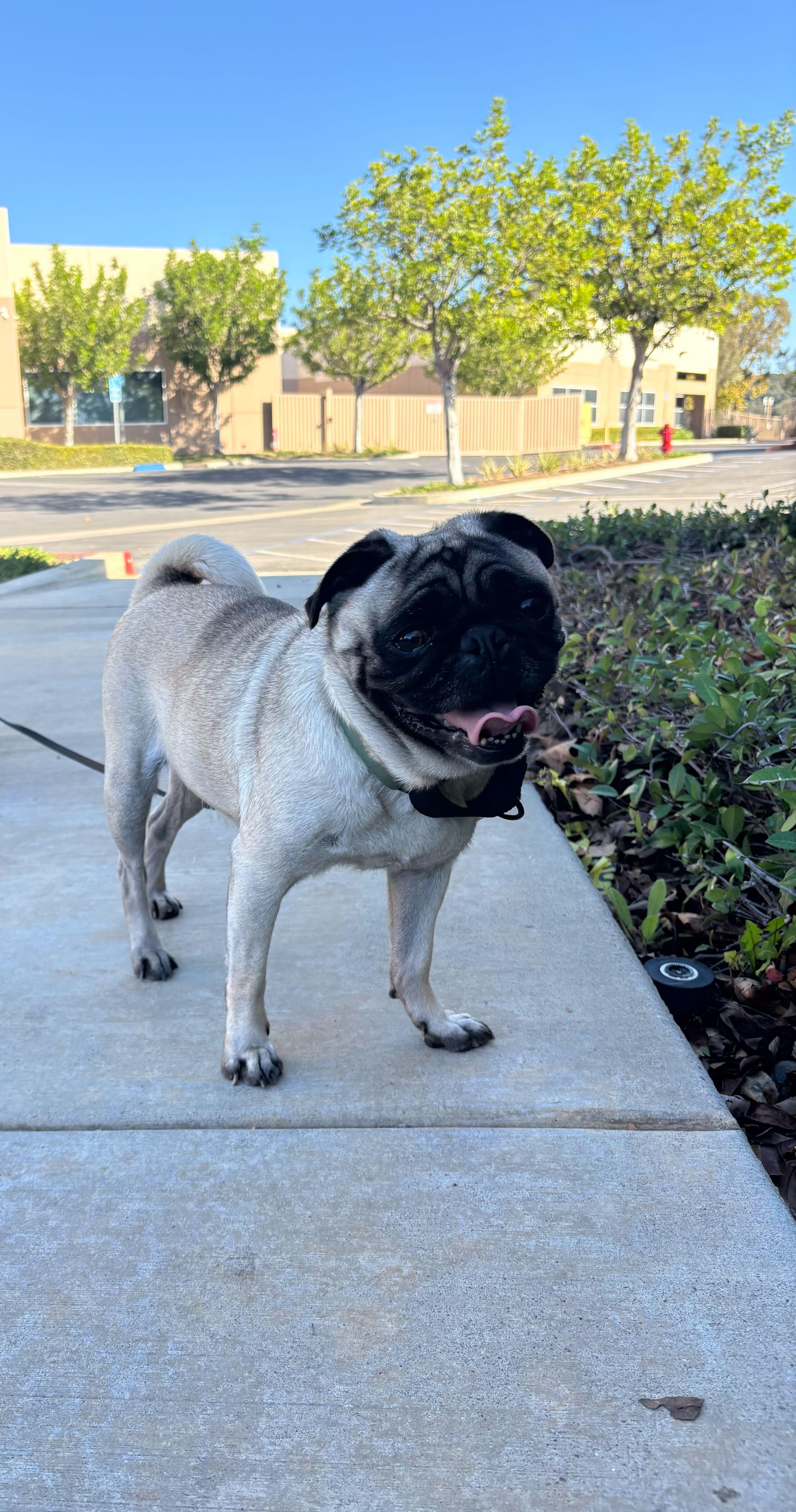 Willow, an adoptable Pug in Rancho Santa Margarita, CA image 1/6