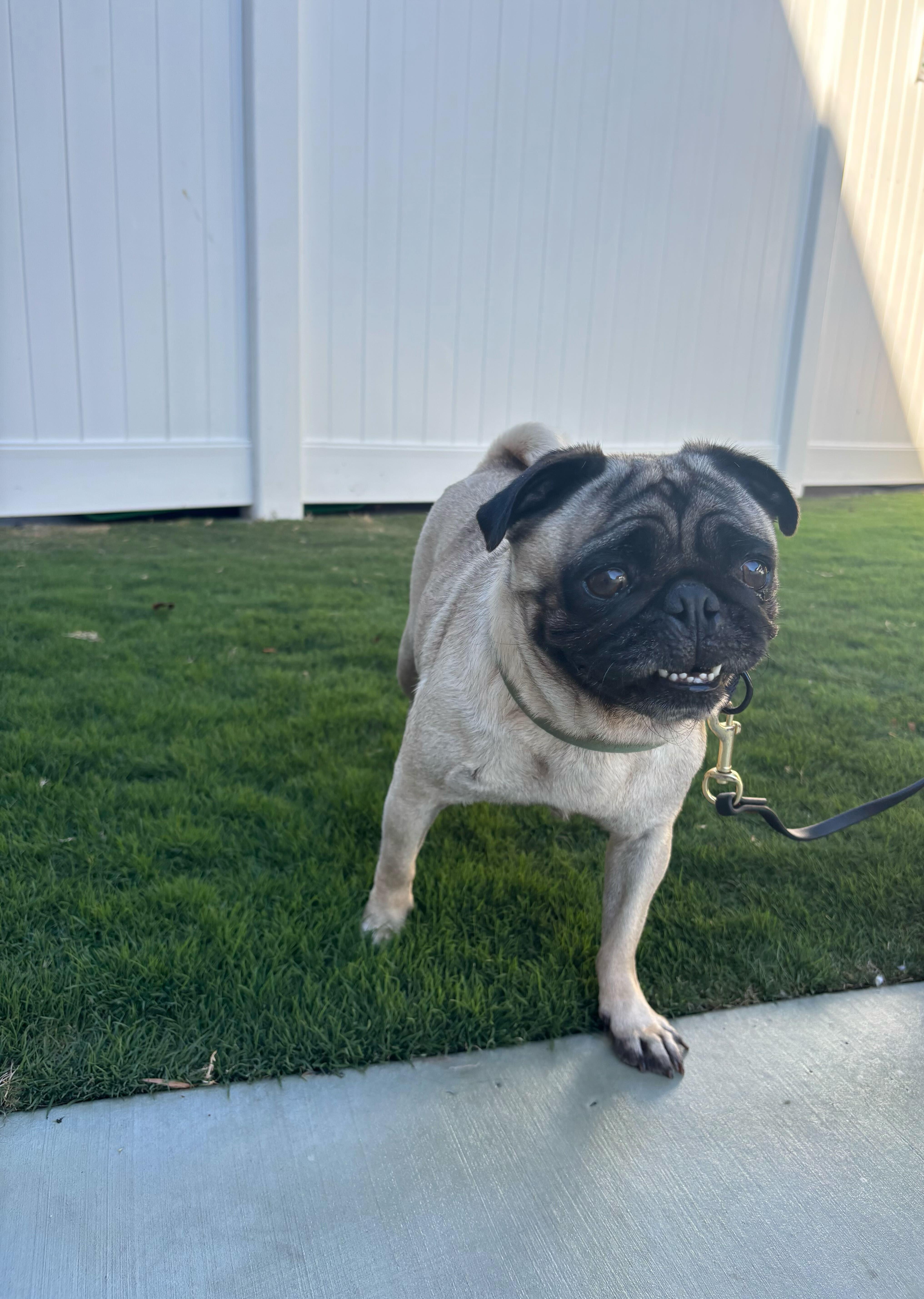 Willow, an adoptable Pug in Rancho Santa Margarita, CA image 2/6