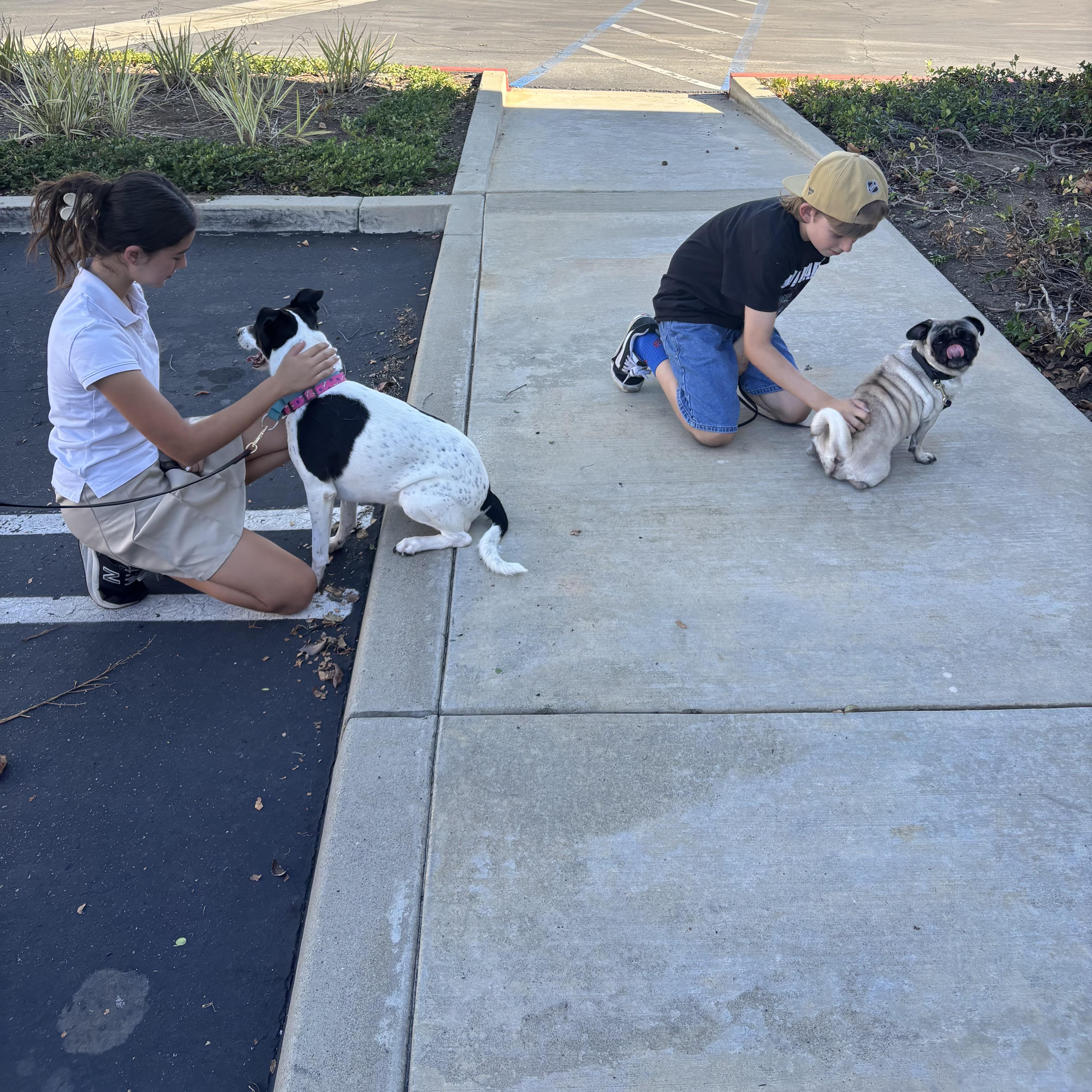 Willow, an adoptable Pug in Rancho Santa Margarita, CA image 3/6