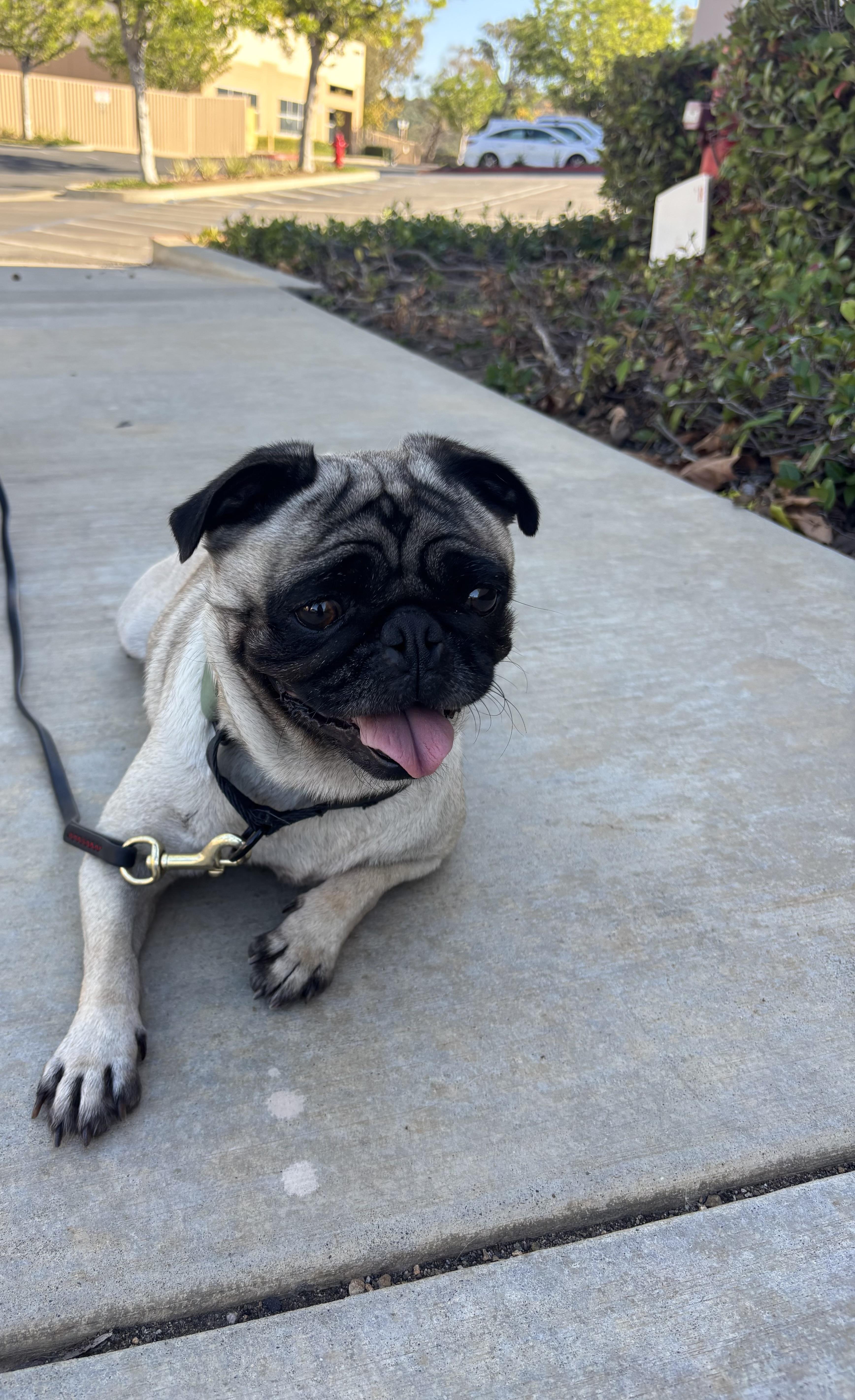 Willow, an adoptable Pug in Rancho Santa Margarita, CA image 5/6