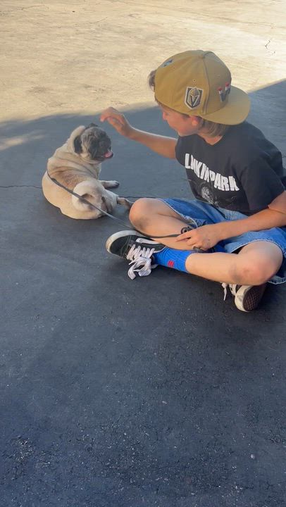Enlarge Willow, an adoptable Pug in Rancho Santa Margarita, CA video 6/6
