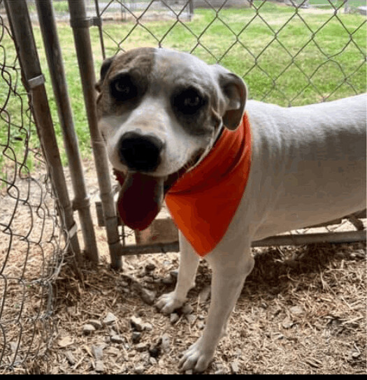 August aka Auggie Doggie, a Adoptable mixed breed in Jasonville, IN image 2/8