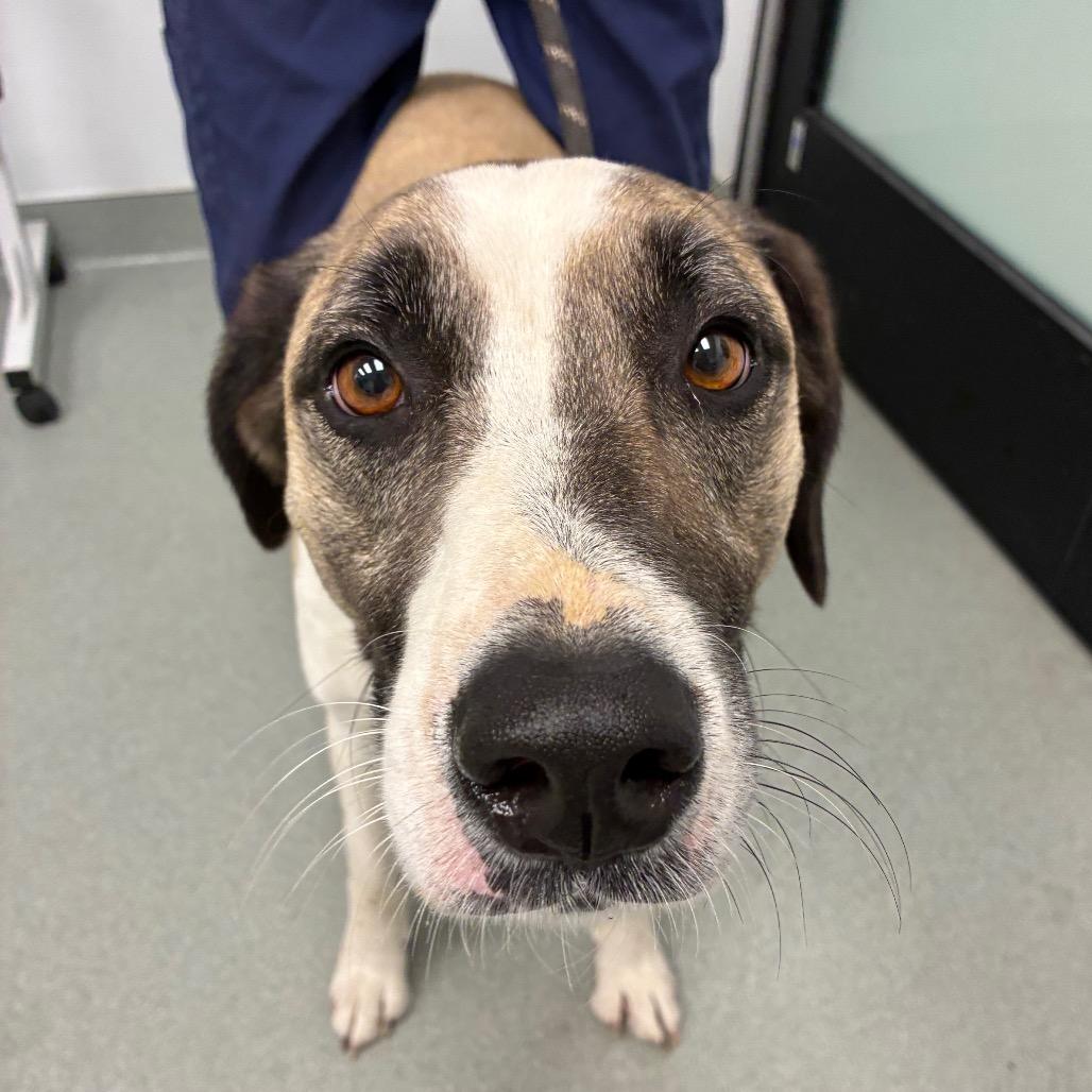 Enlarge Axel, a Adoptable mixed breed in Abilene, TX image 1/3