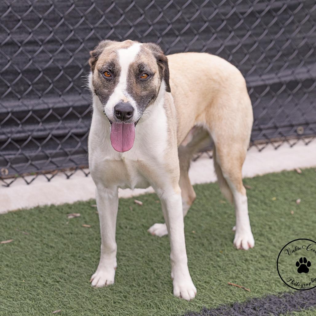 Enlarge Axel, a Adoptable mixed breed in Abilene, TX image 2/3