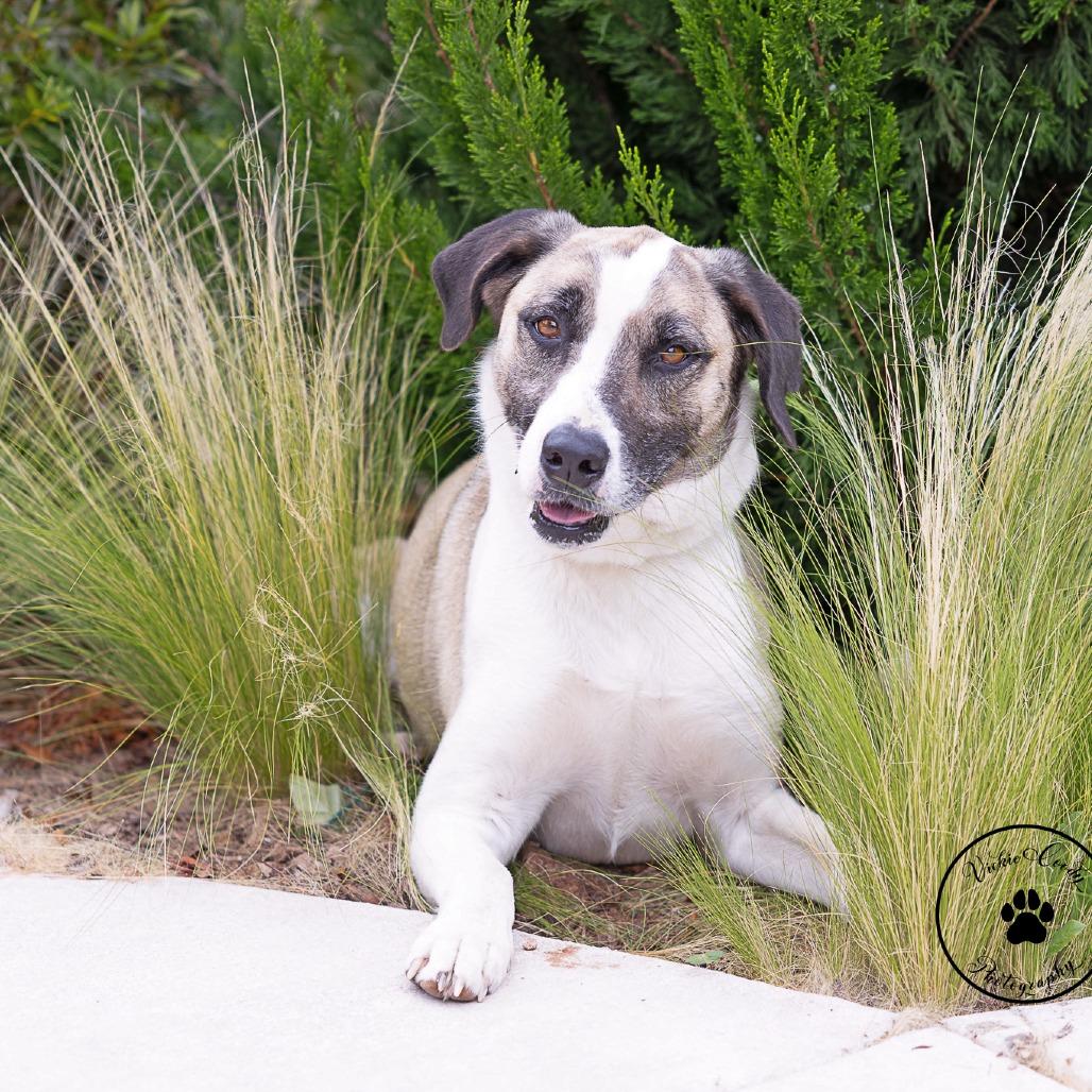 Enlarge Axel, a Adoptable mixed breed in Abilene, TX image 3/3