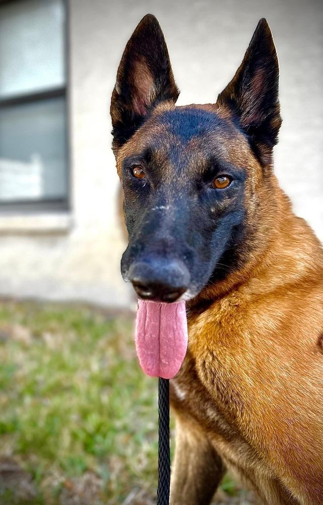 Enlarge Peace - Located in NY, a Adoptable Belgian Shepherd / Malinois in Lecanto, FL image 1/6