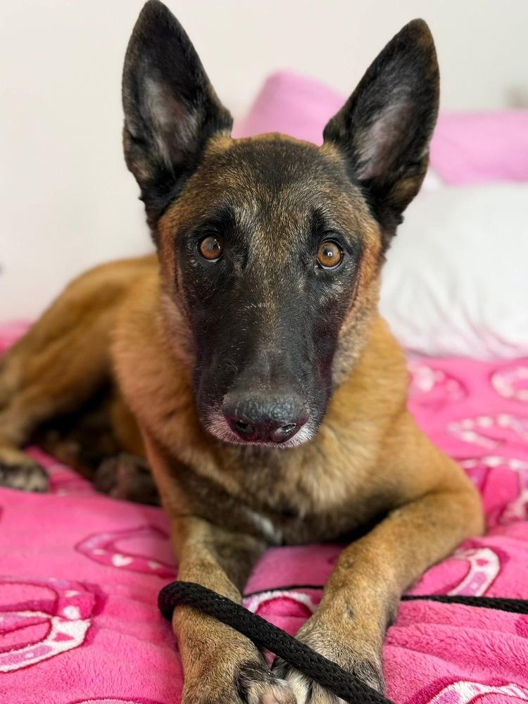 Enlarge Peace - Located in NY, a Adoptable Belgian Shepherd / Malinois in Lecanto, FL image 2/6