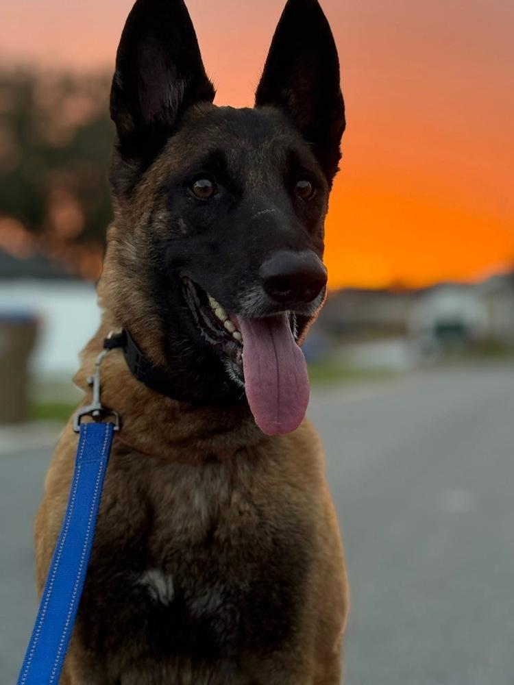 Enlarge Peace - Located in NY, a Adoptable Belgian Shepherd / Malinois in Lecanto, FL image 3/6
