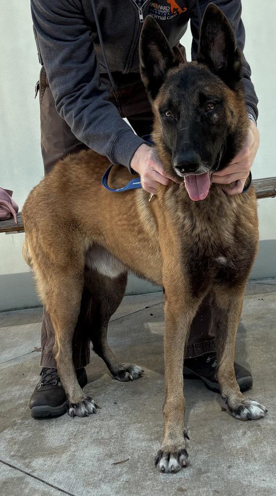 Enlarge Peace - Located in NY, a Adoptable Belgian Shepherd / Malinois in Lecanto, FL image 4/6