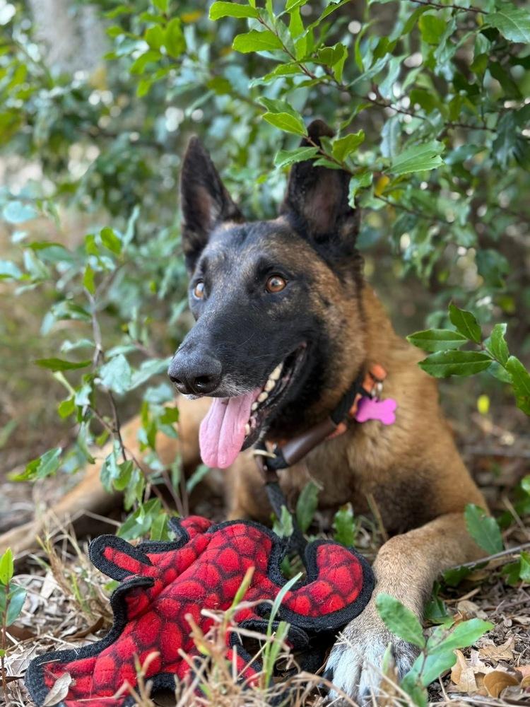Enlarge Peace - Located in NY, a Adoptable Belgian Shepherd / Malinois in Lecanto, FL image 5/6