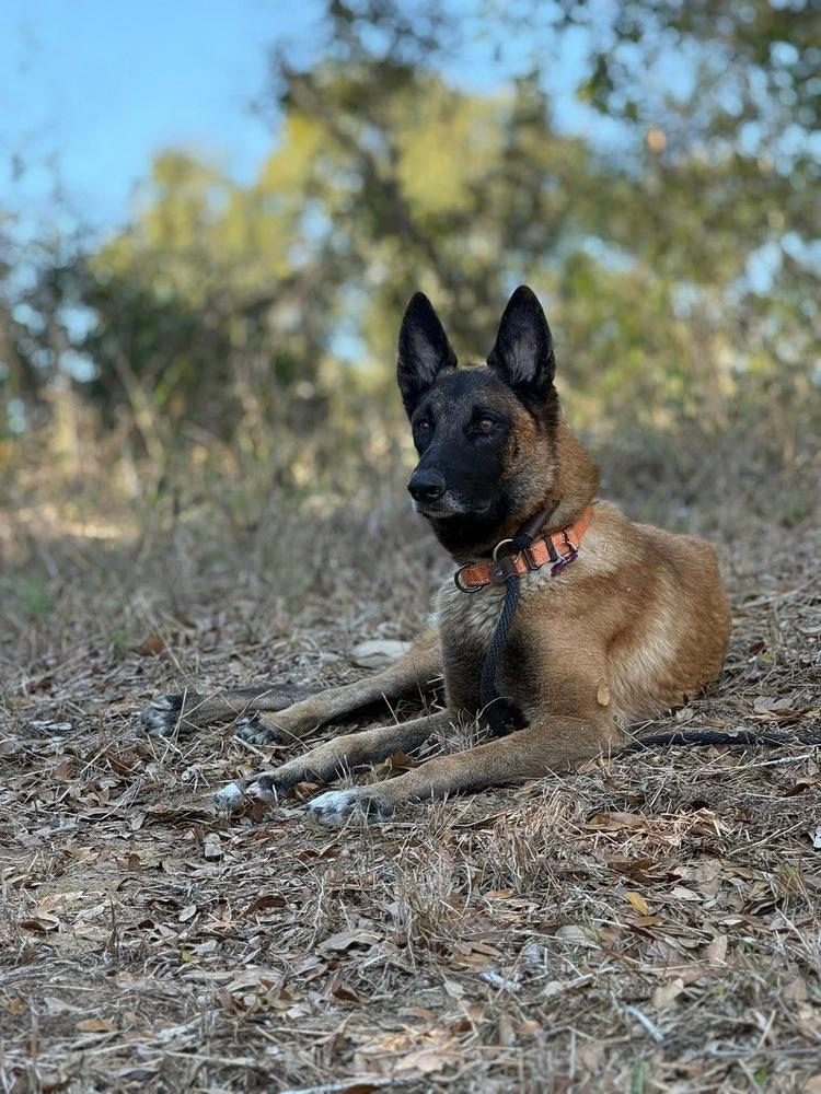 Enlarge Peace - Located in NY, a Adoptable Belgian Shepherd / Malinois in Lecanto, FL image 6/6