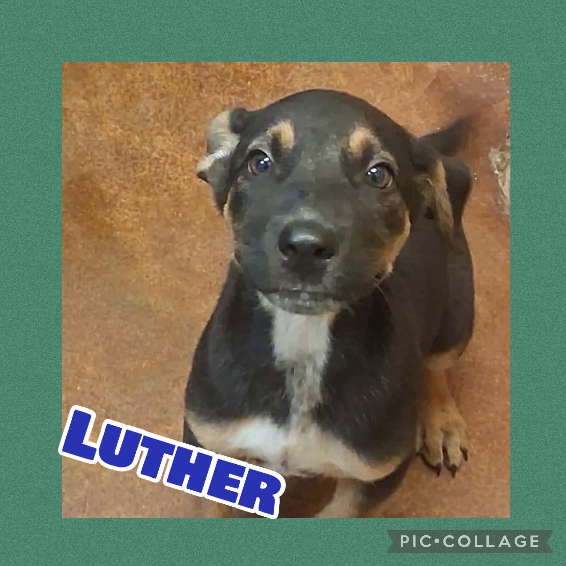 Luther photo