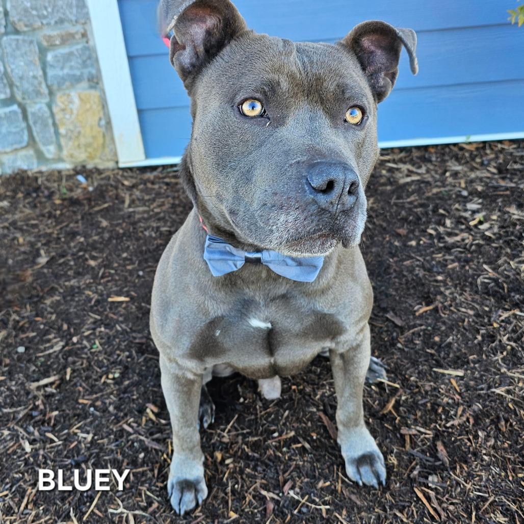 Enlarge Bluey, a Adoptable mixed breed in Madisonville, TN image 2/4