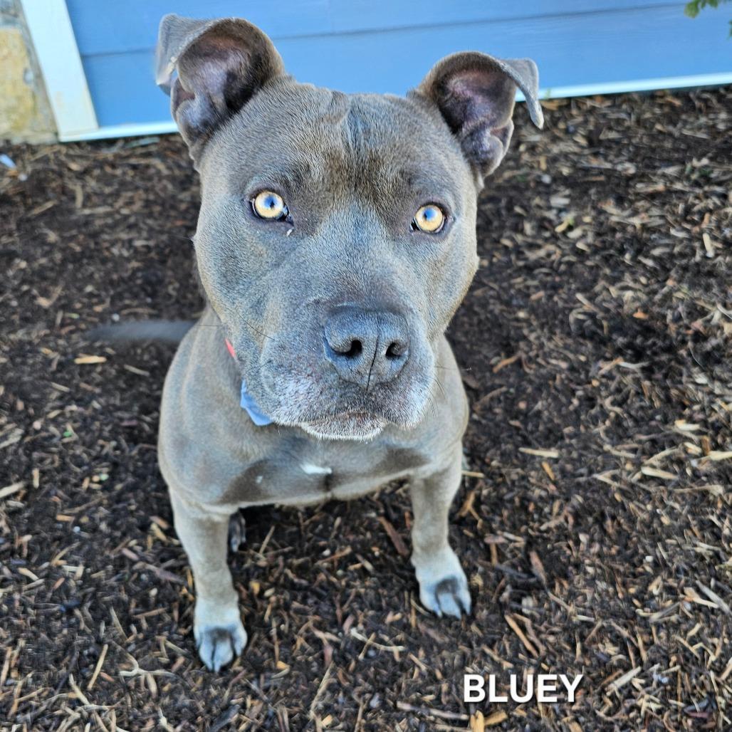 Enlarge Bluey, a Adoptable mixed breed in Madisonville, TN image 3/4