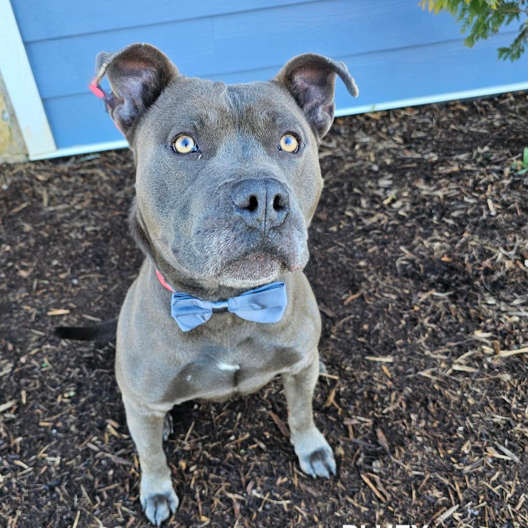 Enlarge Bluey, a Adoptable mixed breed in Madisonville, TN image 4/4