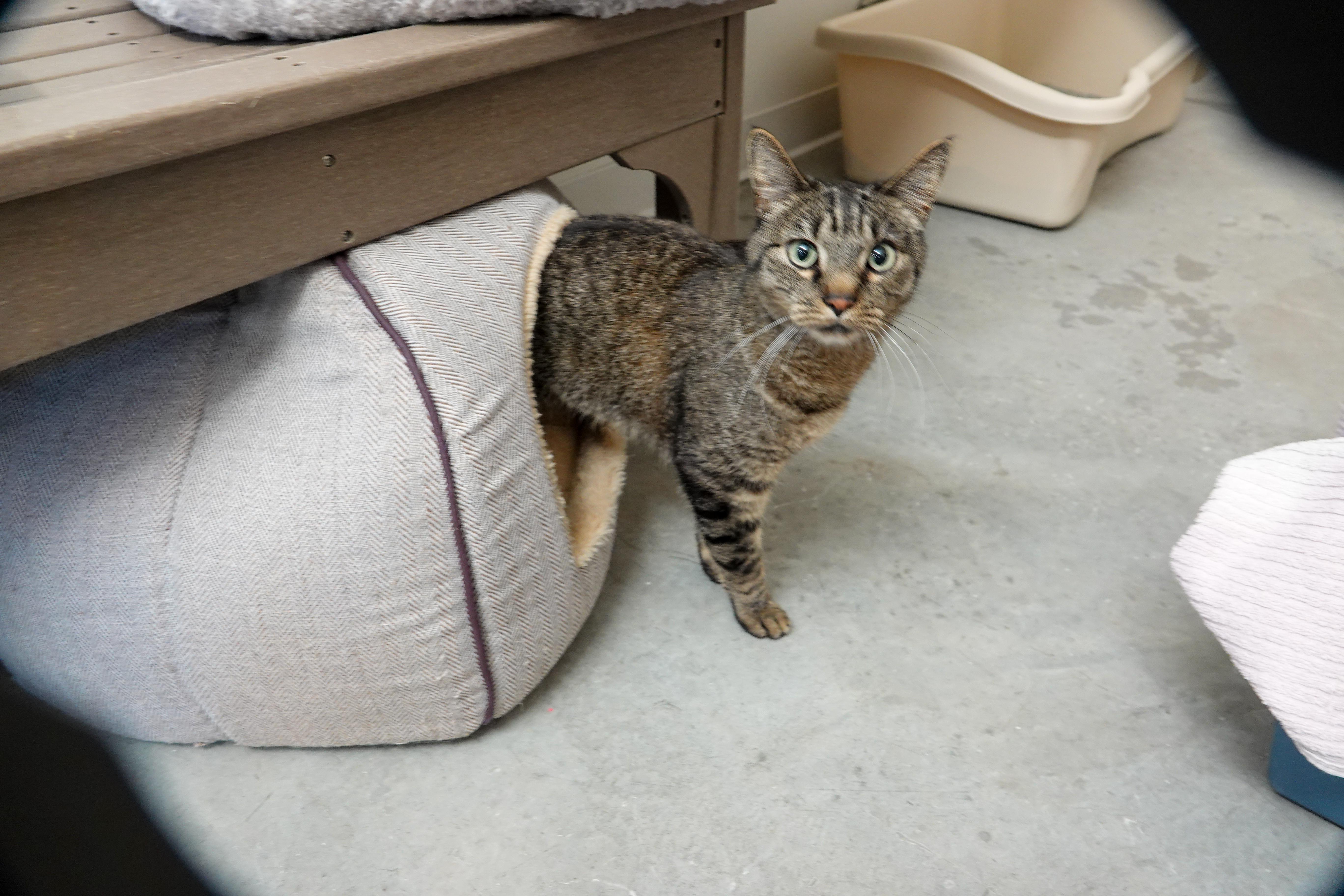 Link, an adopted Domestic Short Hair in Boise, ID image 5/5
