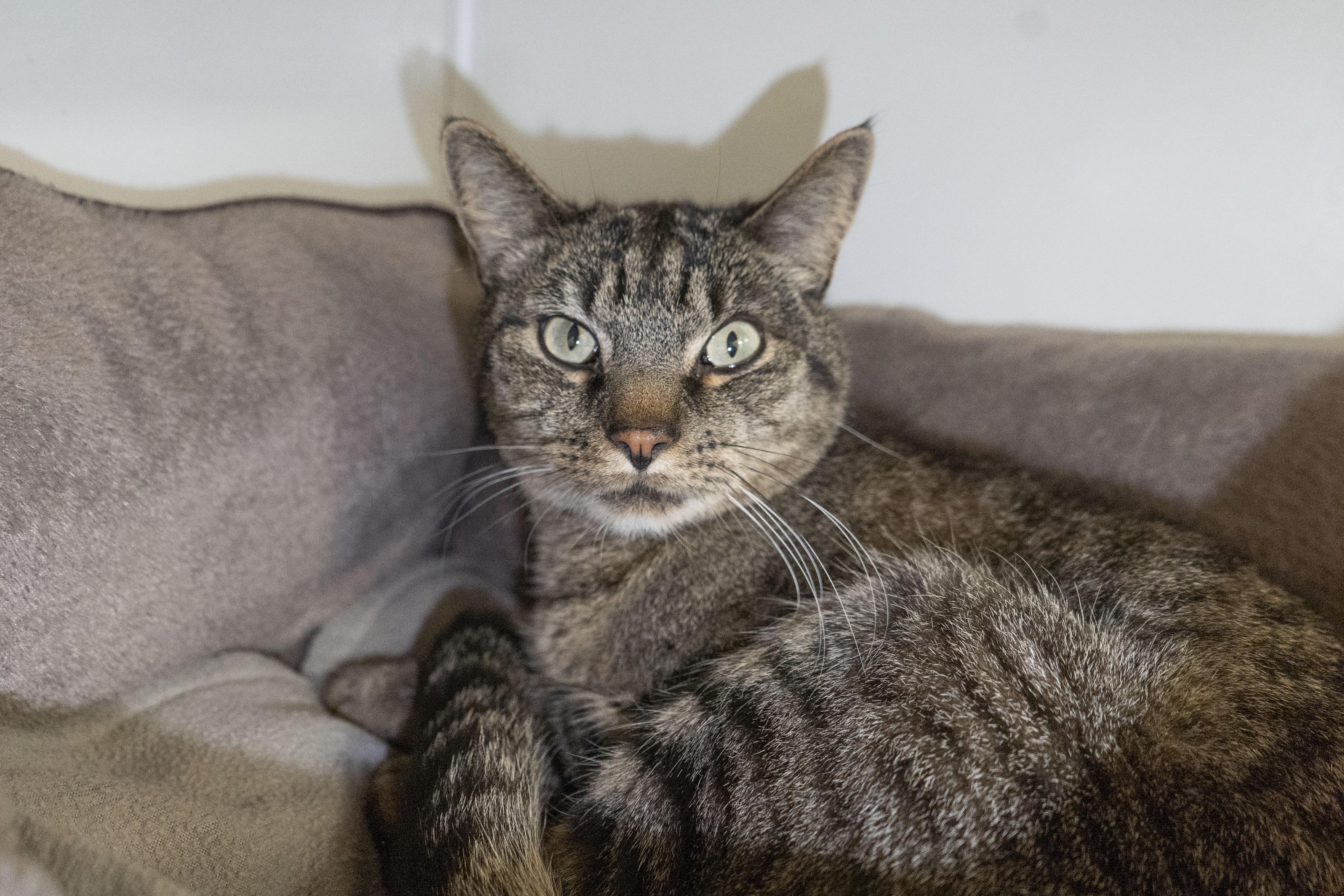 Link, an adopted Domestic Short Hair in Boise, ID image 1/5