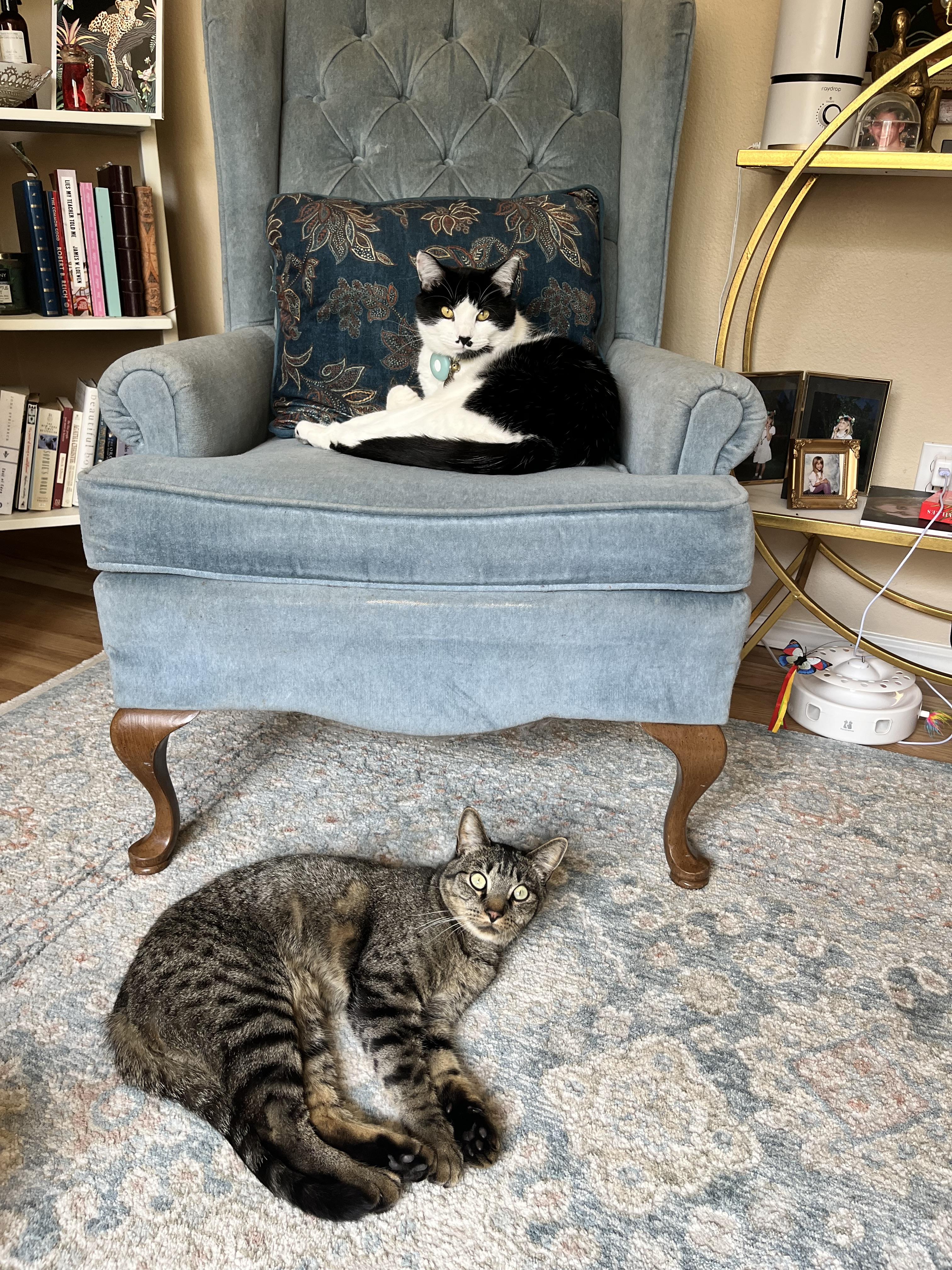 Link, an adopted Domestic Short Hair in Boise, ID image 4/5