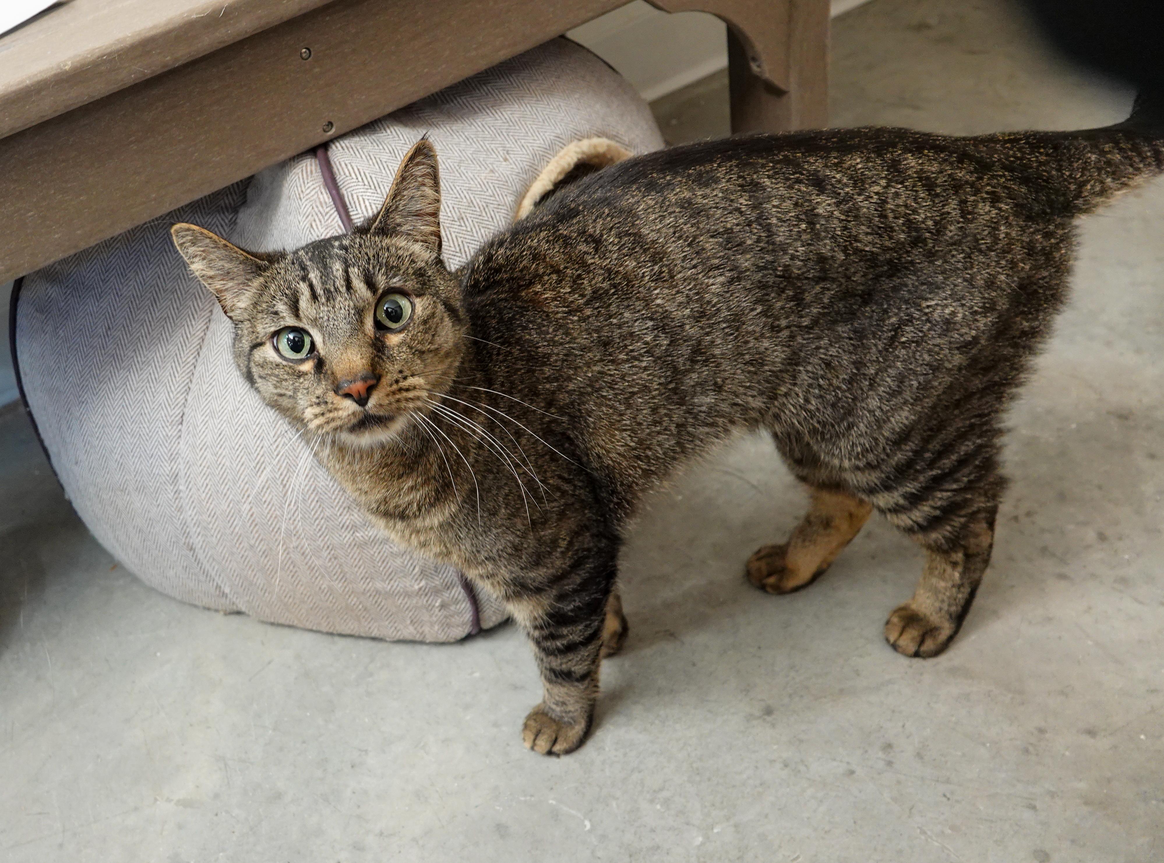 Link, an adopted Domestic Short Hair in Boise, ID image 2/5
