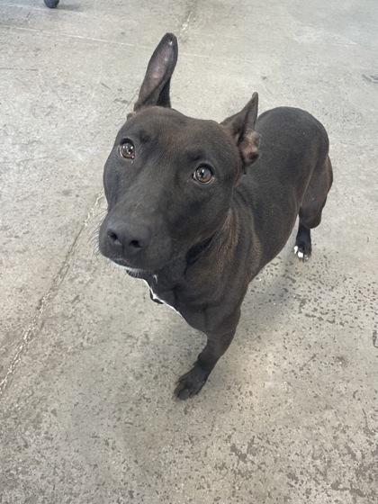 Button, an adopted mixed breed in Mishawaka, IN image 4/4