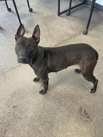 Button, adopted, Adult Female Mixed Breed.