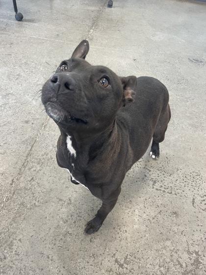 Button, an adopted mixed breed in Mishawaka, IN image 3/4