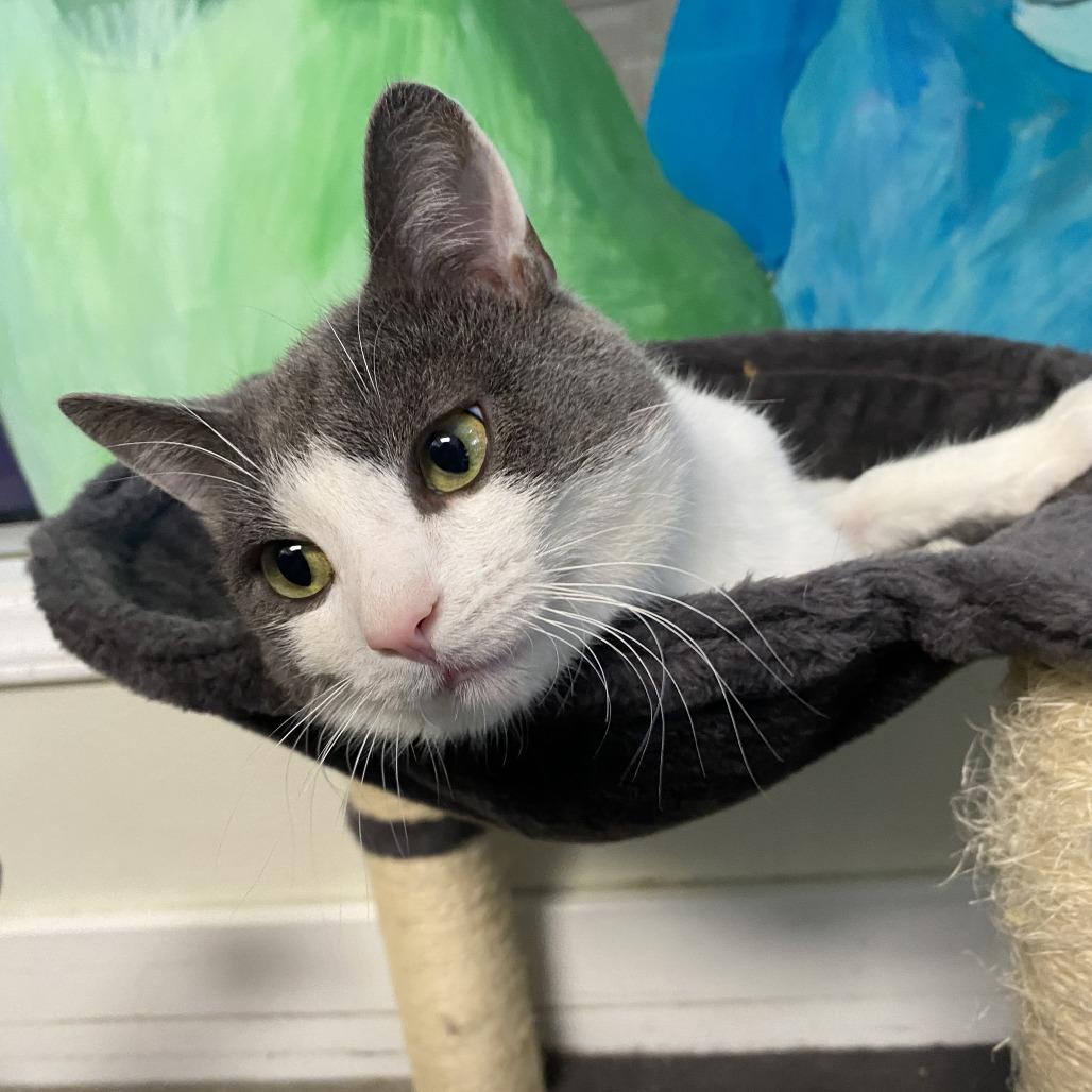 Enlarge Gary, a Adoptable Domestic Short Hair in Fletcher, NC image 5/5