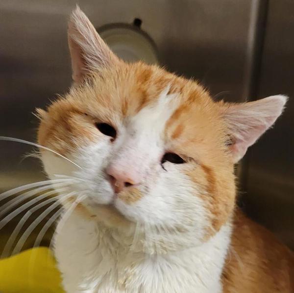 Mufasa 45750, Adoptable, Adult Male Domestic Medium Hair.