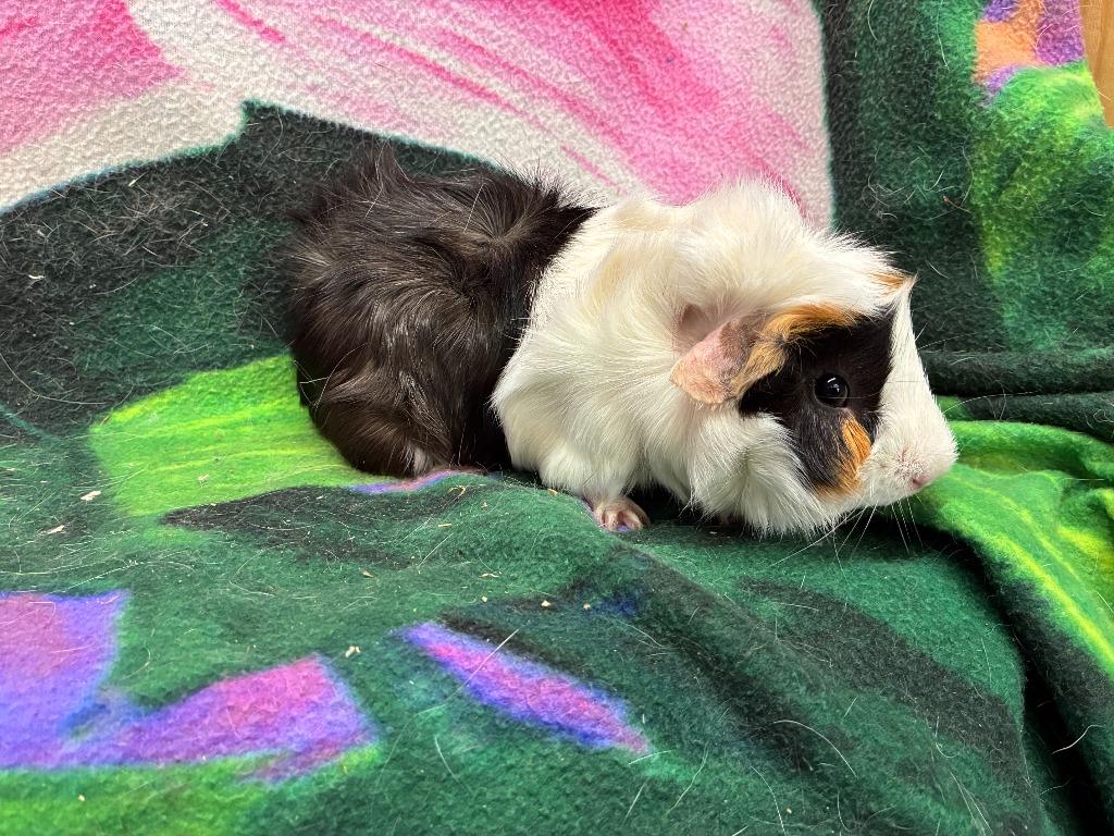Adly, Adoptable, Young Male Guinea Pig.