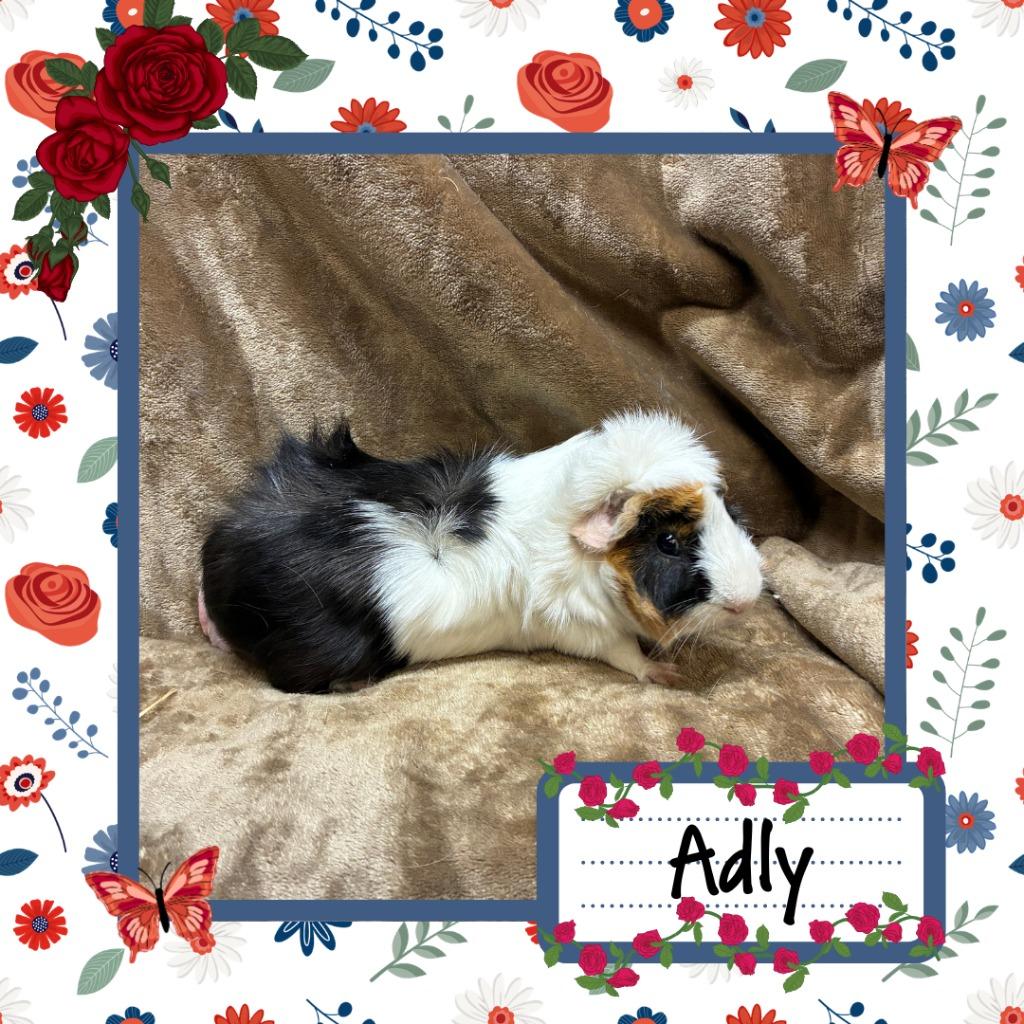 Enlarge Adly, a Adoptable Guinea Pig in Elizabethtown, KY image 2/6