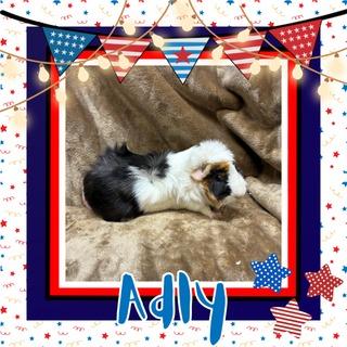 Enlarge Adly, a Adoptable Guinea Pig in Elizabethtown, KY image 3/6