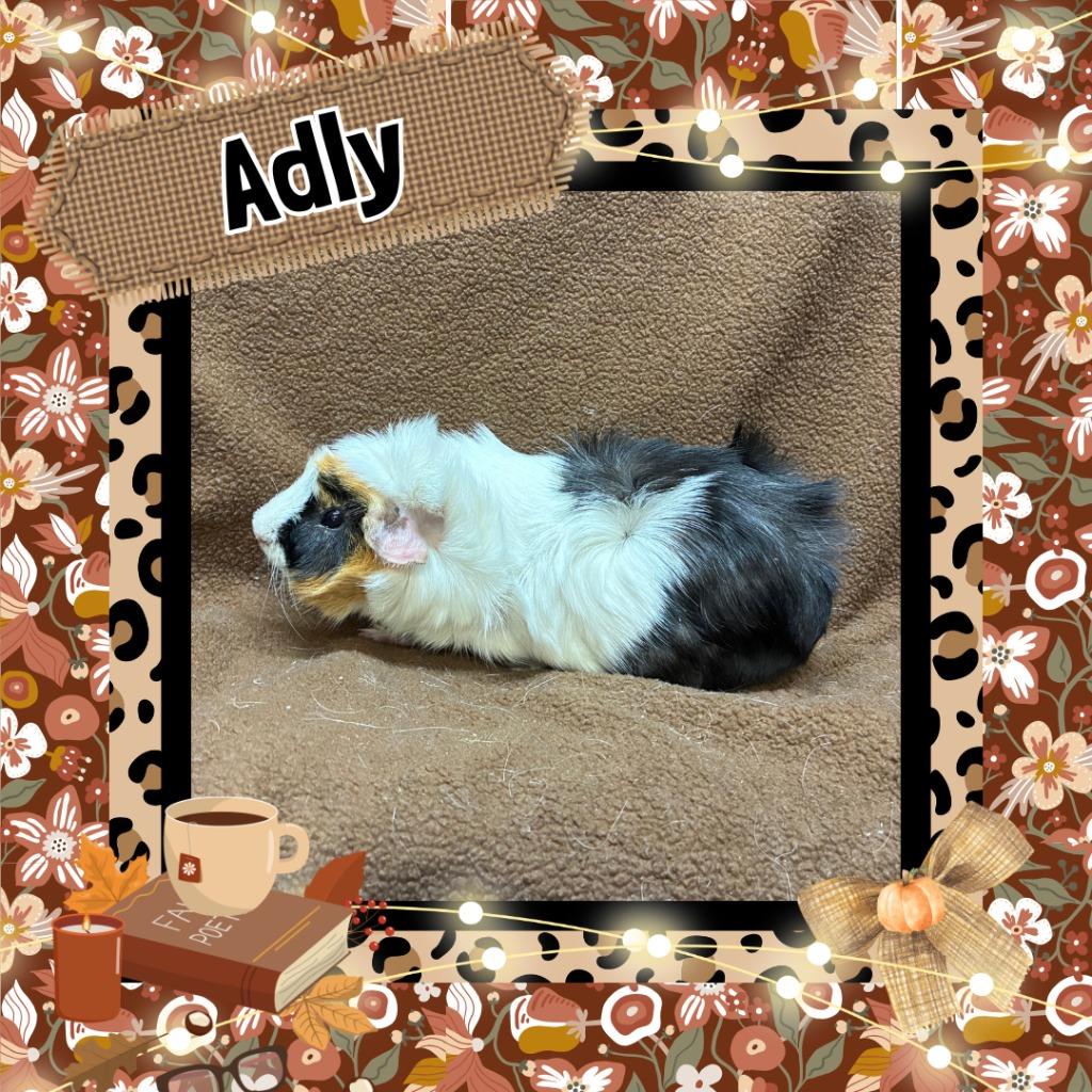 Enlarge Adly, a Adoptable Guinea Pig in Elizabethtown, KY image 4/6