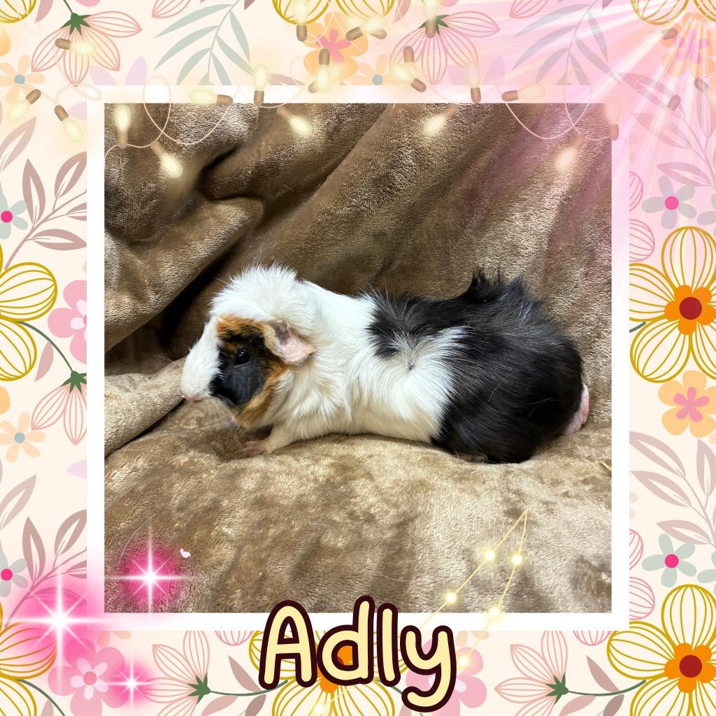 Enlarge Adly, a Adoptable Guinea Pig in Elizabethtown, KY image 5/6