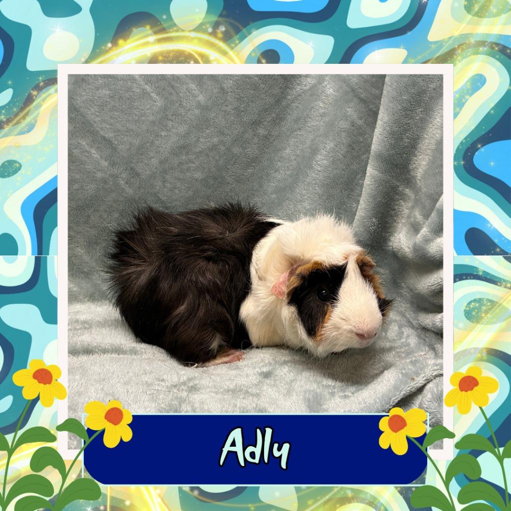 Enlarge Adly, a Adoptable Guinea Pig in Elizabethtown, KY image 6/6