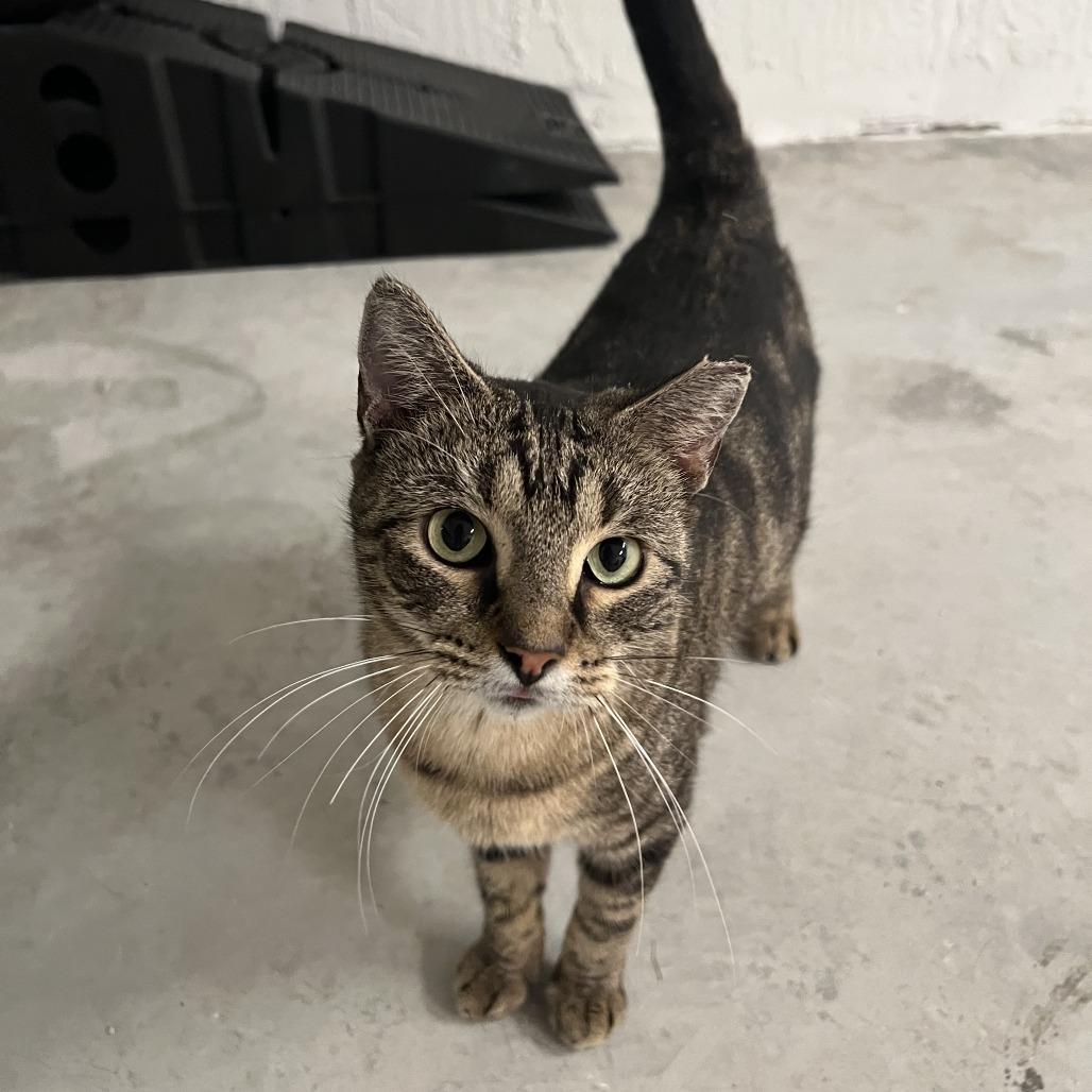 Enlarge Cleo, a Adoptable Domestic Short Hair in Boston, MA image 1/1