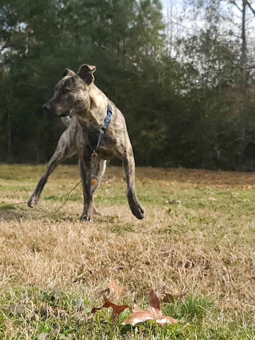 Trooper, Adoptable, Young Male Plott Hound.